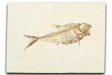 Detailed Fossil Fish (Diplomystus) - Wyoming #357614-1